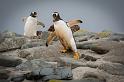 031 Falklandeilanden, Sea Lion Island, ezelspinguins